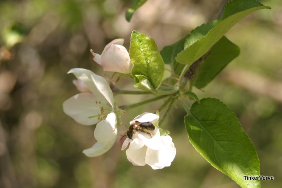 apple blossom w/bee